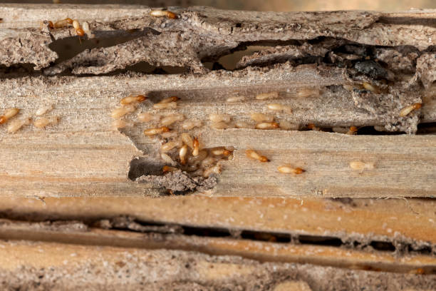 Best Emergency Pest Control  in Windsor, IL
